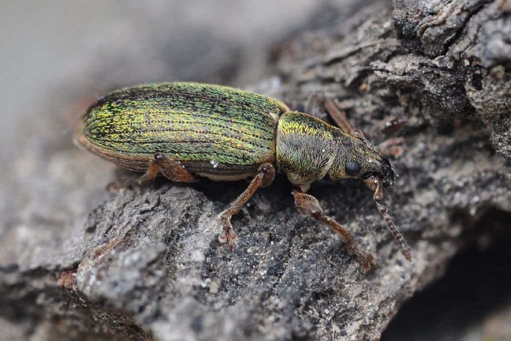 Curculionidae: Polydrusus (Metallites) impar